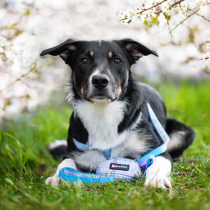 Vsepropejska Zandor postroj pro psa s vodítkem | 33 – 57 cm Barva: Modrá, Obvod hrudníku: 33 – 49 cm