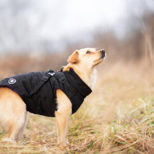 Vsepropejska Diamant zimní bunda pro psa s postrojem Barva: Černá, Délka zad (cm): 29, Obvod hrudníku: 36 – 38 cm