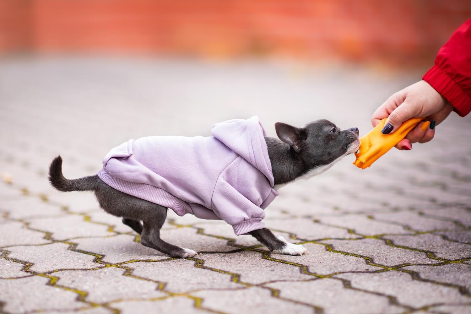 Vsepropejska Mitexi mikina s kapsou pro psa Barva: Fialová, Délka zad (cm): 18, Obvod hrudníku: 30 – 34 cm Vsepropejska Mitexi mikina s kapsou pro psa Barva: Fialová, Délka zad (cm): 18, Obvod hrudníku: 30 – 34 cm