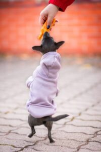 Vsepropejska Mitexi mikina s kapsou pro psa Barva: Fialová, Délka zad (cm): 22, Obvod hrudníku: 32 - 36 cm