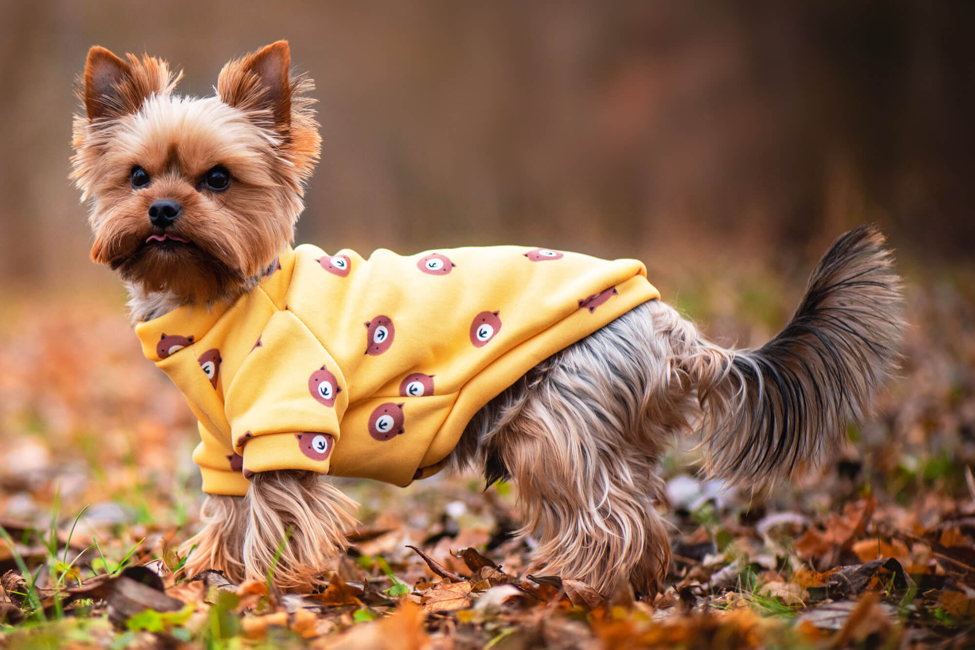 Vsepropejska Wapi hebká mikina pro psa Barva: Hnědo-žlutá, Délka zad (cm): 21, Obvod hrudníku: 28 - 30 cm Vsepropejska Wapi hebká mikina pro psa Barva: Hnědo-žlutá, Délka zad (cm): 21, Obvod hrudníku: 28 - 30 cm