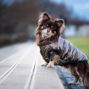 Vsepropejska Remi prošívaná bunda pro psa Barva: Šedá, Délka zad (cm): 21, Obvod hrudníku: 38 – 42 cm