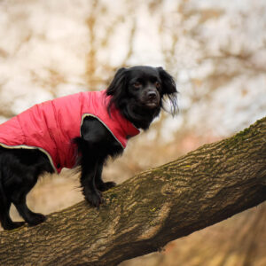 Vsepropejska Celine zimní bunda pro psa Barva: Vínová, Délka zad (cm): 50, Obvod hrudníku: 56 – 62 cm