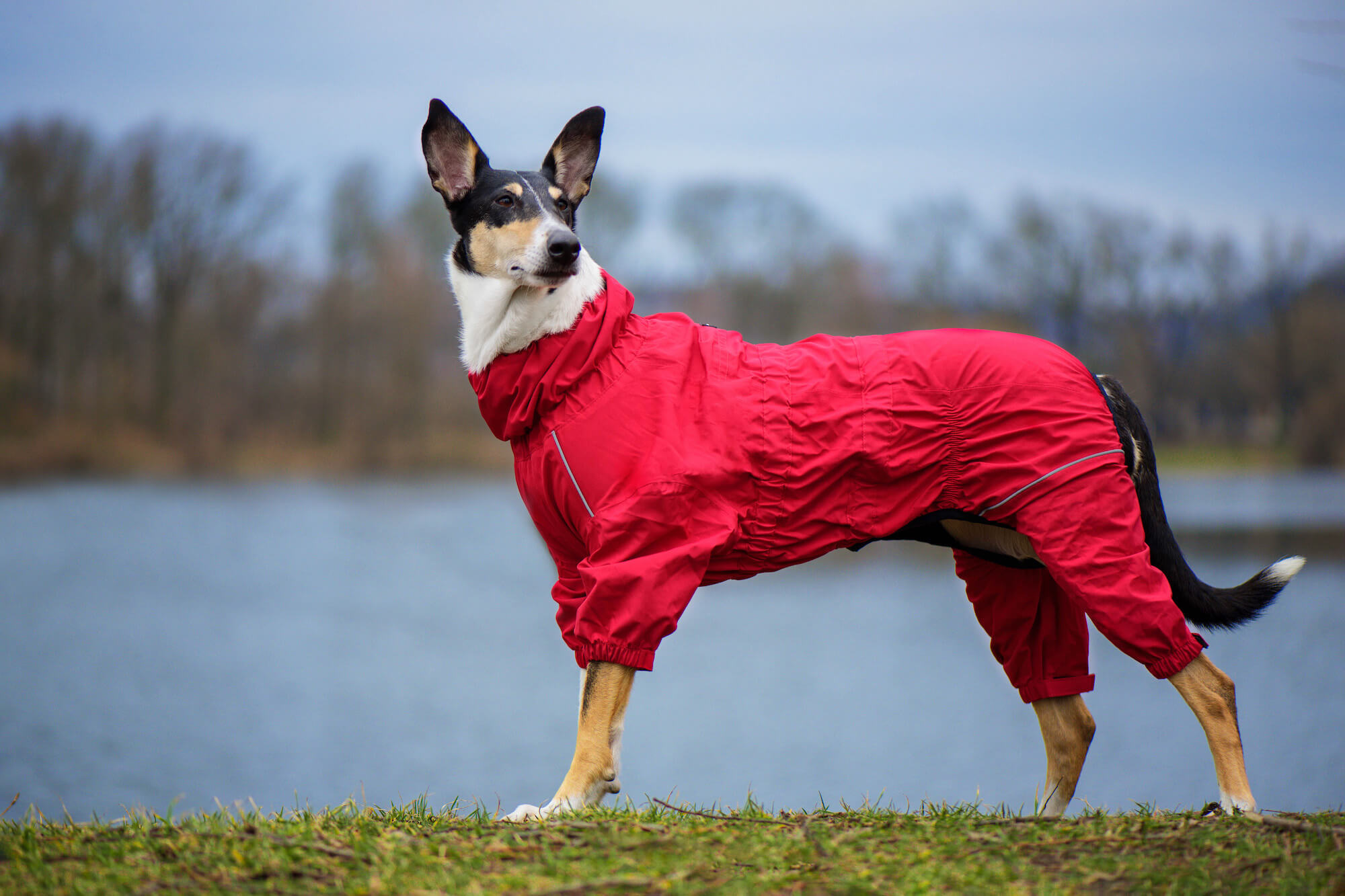 Vsepropejska Sayen kombinéza pro psa Barva: Červená, Délka zad (cm): 81, Obvod hrudníku: 88 - 94 cm Vsepropejska Sayen kombinéza pro psa Barva: Červená, Délka zad (cm): 81, Obvod hrudníku: 88 - 94 cm