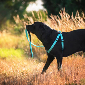 Vsepropejska Fugas postroj pro psa s vodítkem Barva: Tyrkysová, Obvod hrudníku: 36 – 55 cm