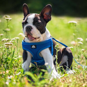Vsepropejska Eric postroj pro psa s vodítkem | 29 – 47 cm Barva: Modrá, Obvod hrudníku: 37 – 47 cm