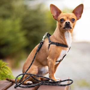 Vsepropejska Habel reflexní postroj pro psa s vodítkem Barva: Černá, Obvod hrudníku: 45 – 66 cm