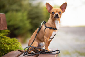 Vsepropejska Habel reflexní postroj pro psa s vodítkem Barva: Černá, Obvod hrudníku: 31 - 44 cm