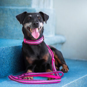 Vsepropejska Cubo obojek pro psa s vodítkem | 32 – 56 cm Barva: Růžová, Obvod krku: 34 – 56 cm, Šířka: 2,5 cm