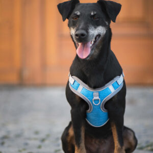 Vsepropejska Havi postroj pro psa s vodítkem Barva: Modrá, Obvod hrudníku: 40 – 47 cm