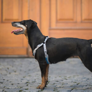 Vsepropejska Havi postroj pro psa s vodítkem Barva: Modrá, Obvod hrudníku: 29 – 37 cm