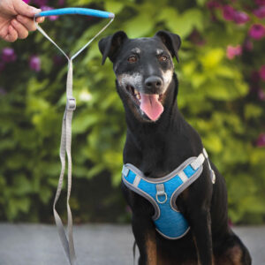 Vsepropejska Havi postroj pro psa s vodítkem Barva: Modrá, Obvod hrudníku: 38 – 46 cm