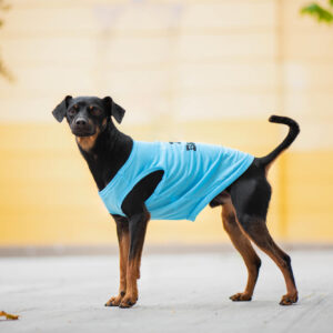 Vsepropejska Buda letní tričko pro psa Barva: Modrá, Délka zad (cm): 19, Obvod hrudníku: 25 – 30 cm