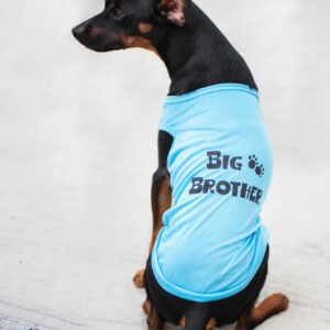 Vsepropejska Buda letní tričko pro psa Barva: Modrá, Délka zad (cm): 24, Obvod hrudníku: 32 – 38 cm