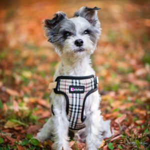 Vsepropejska Cruel postroj pro psa s vodítkem | 31 – 55 cm Barva: Béžová, Obvod hrudníku: 31 – 45 cm