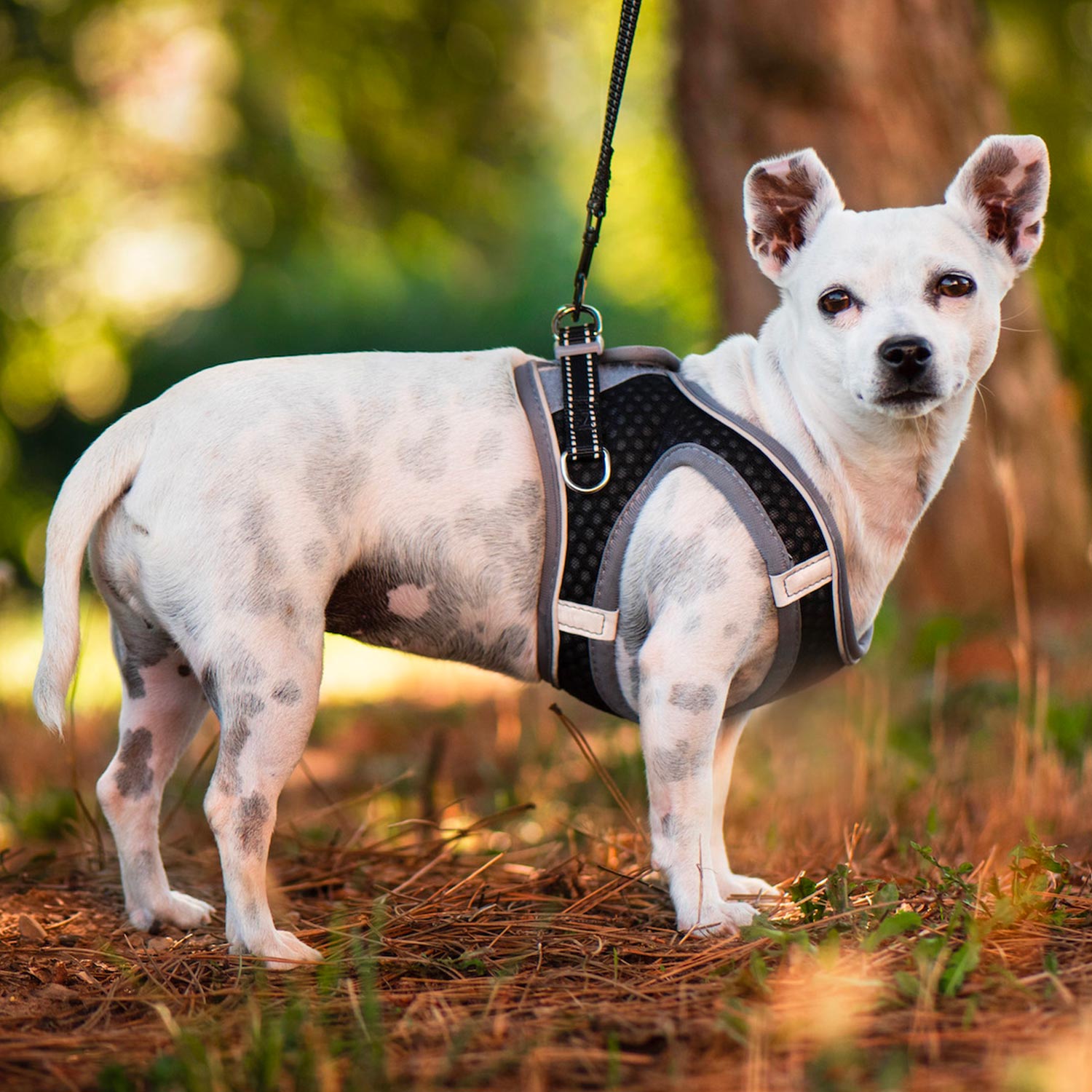 Vsepropejska Cyr postroj pro psa s vodítkem Barva: Černá, Obvod hrudníku: 32 - 36 cm Vsepropejska Cyr postroj pro psa s vodítkem Barva: Černá, Obvod hrudníku: 32 - 36 cm