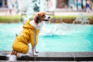 Vsepropejska Zizi pláštěnka pro psa Barva: Žlutá, Délka zad (cm): 33, Obvod hrudníku: 41 - 47 cm