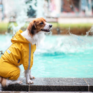 Vsepropejska Zizi pláštěnka pro psa Barva: Žlutá, Délka zad (cm): 27, Obvod hrudníku: 31 – 38 cm