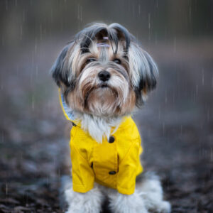 Vsepropejska Riska pláštěnka pro psa Barva: Žlutá, Délka zad (cm): 43, Obvod hrudníku: 60 – 64 cm