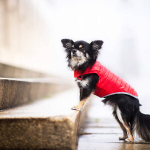 Vsepropejska Sonda oboustranný obleček pro psa Barva: Červeno-modrá, Délka zad (cm): 30, Obvod hrudníku: 35 – 52 cm