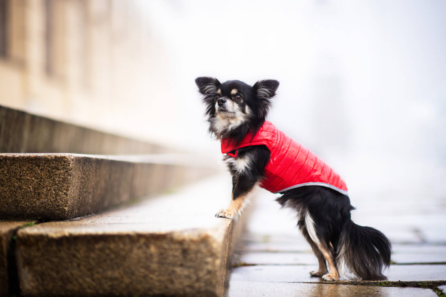 Vsepropejska Sonda oboustranný obleček pro psa Barva: Červeno-modrá, Délka zad (cm): 40, Obvod hrudníku: 50 - 67 cm Vsepropejska Sonda oboustranný obleček pro psa Barva: Červeno-modrá, Délka zad (cm): 40, Obvod hrudníku: 50 - 67 cm