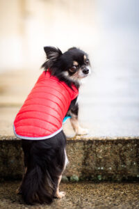 Vsepropejska Sonda oboustranný obleček pro psa Barva: Červeno-modrá, Délka zad (cm): 35, Obvod hrudníku: 42 - 60 cm