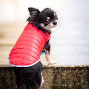 Vsepropejska Sonda oboustranný obleček pro psa Barva: Červeno-modrá, Délka zad (cm): 35, Obvod hrudníku: 42 – 60 cm