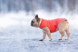 Vsepropejska Sonda oboustranný obleček pro psa Barva: Oranžovo-hnědá, Délka zad (cm): 25, Obvod hrudníku: 32 - 44 cm