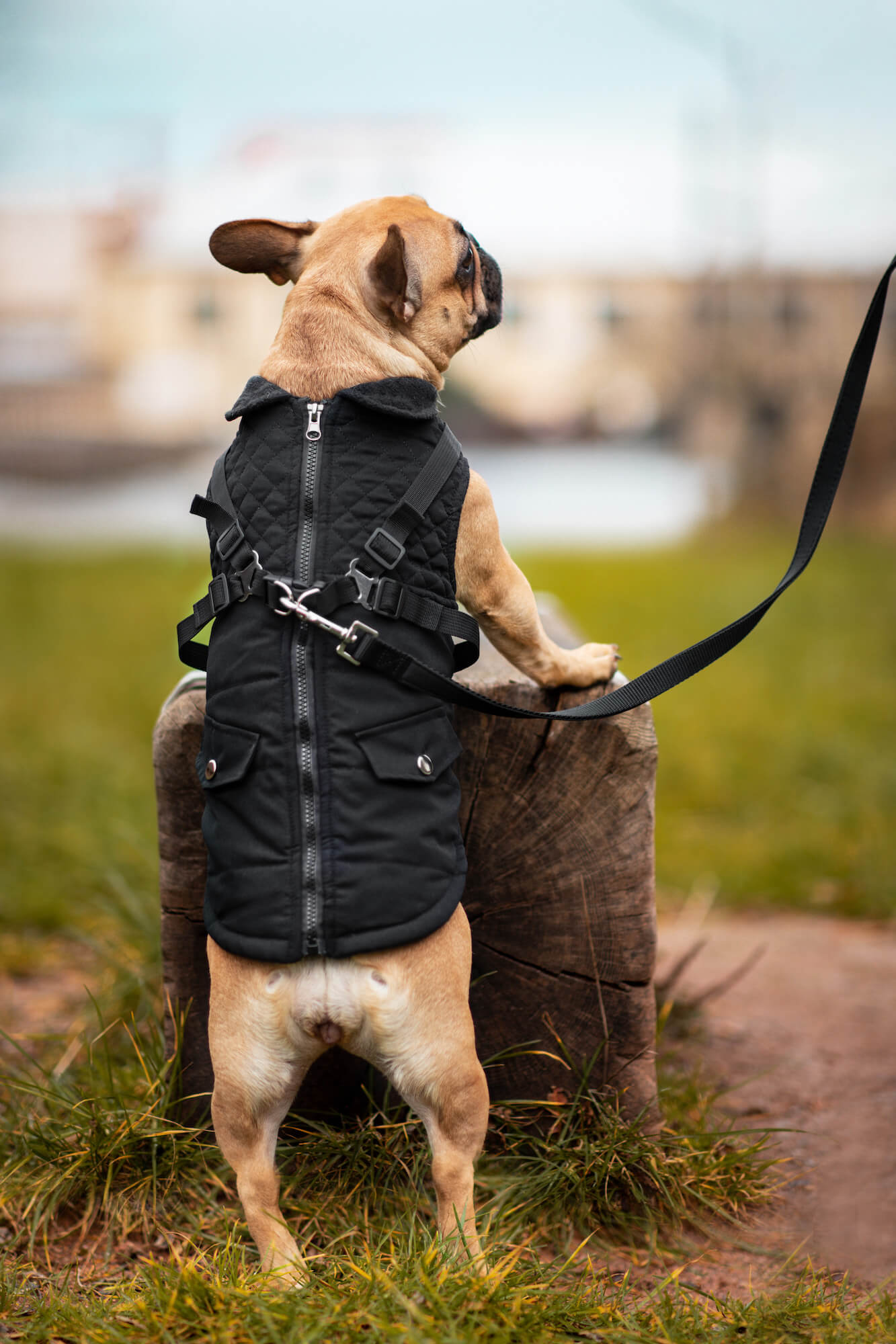 Vsepropejska Tulsi zimní bunda pro psa s postrojem Barva: Černá, Délka zad (cm): 25, Obvod hrudníku: 32 - 36 cm Vsepropejska Tulsi zimní bunda pro psa s postrojem Barva: Černá, Délka zad (cm): 25, Obvod hrudníku: 32 - 36 cm