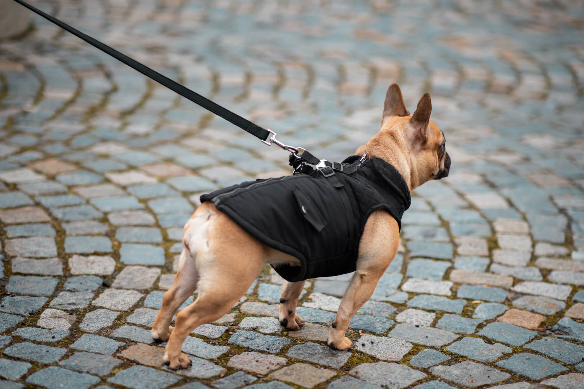 Vsepropejska Tulsi zimní bunda pro psa s postrojem Barva: Černá, Délka zad (cm): 41, Obvod hrudníku: 52 - 56 cm Vsepropejska Tulsi zimní bunda pro psa s postrojem Barva: Černá, Délka zad (cm): 41, Obvod hrudníku: 52 - 56 cm