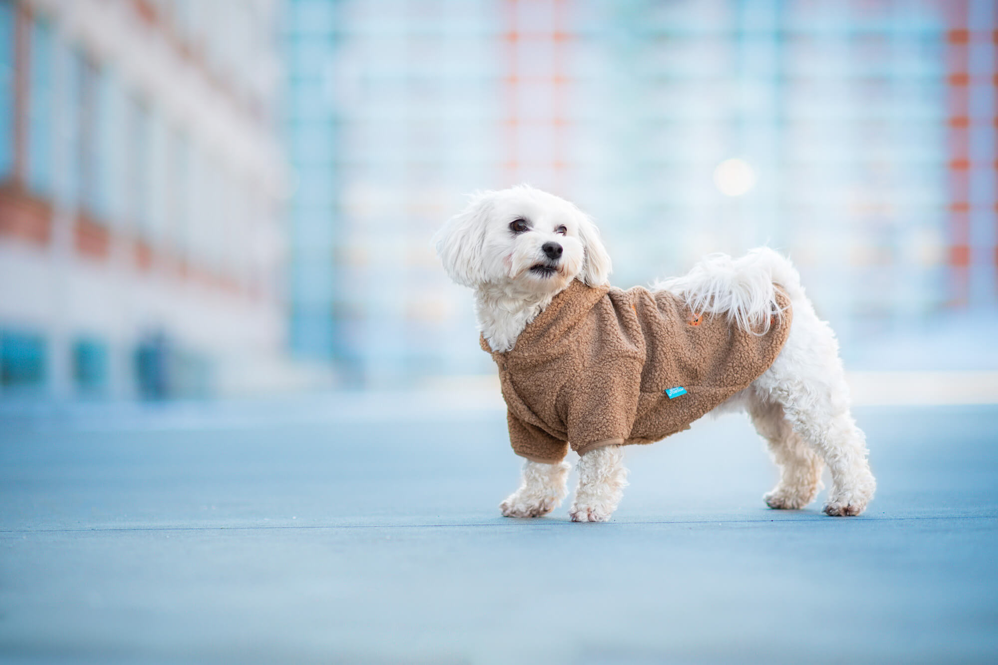 Vsepropejska Simon mikina pro psa s kapucí Barva: Béžová, Délka zad (cm): 38, Obvod hrudníku: 50 - 54 cm Vsepropejska Simon mikina pro psa s kapucí Barva: Béžová, Délka zad (cm): 38, Obvod hrudníku: 50 - 54 cm