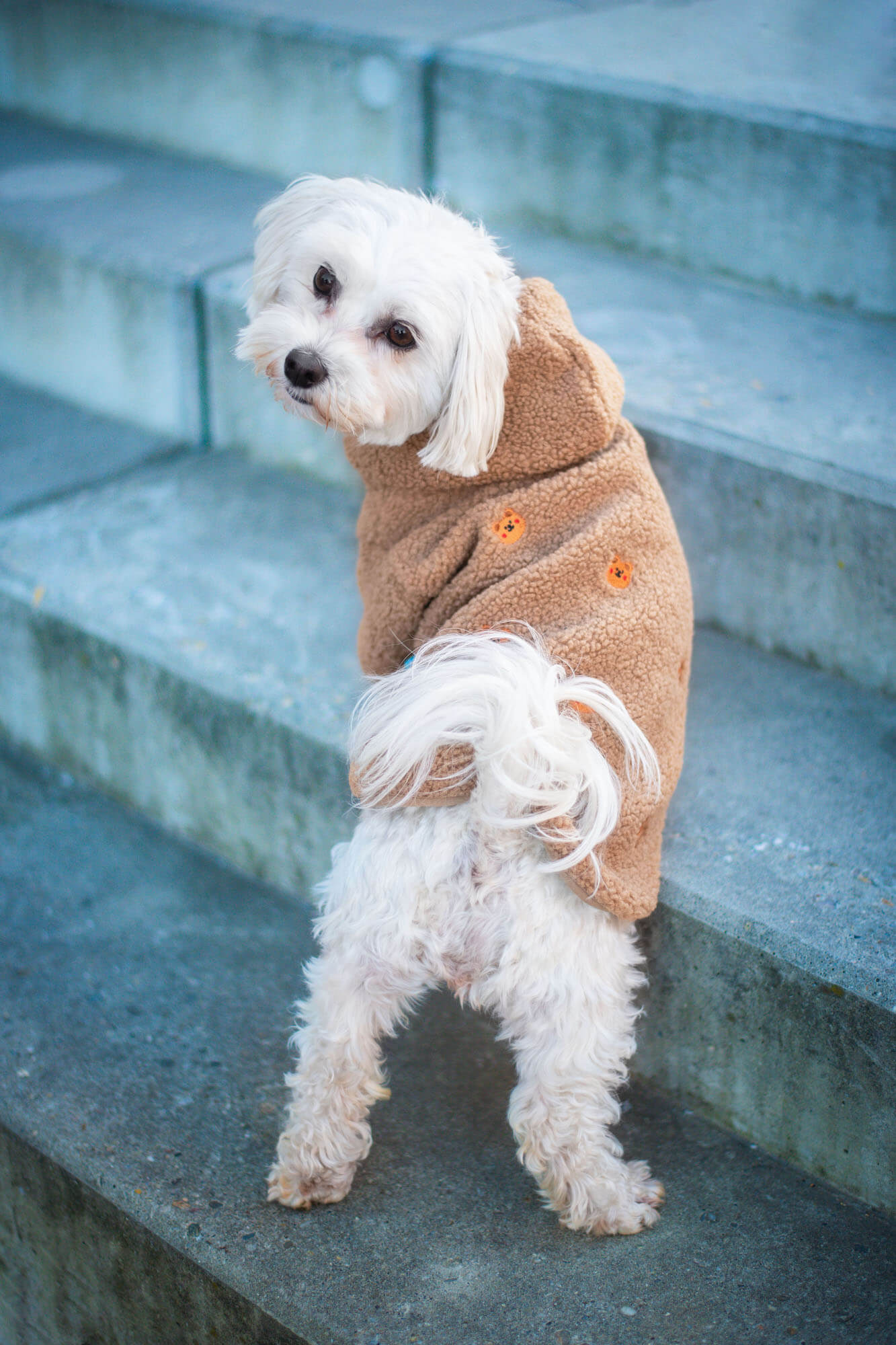 Vsepropejska Simon mikina pro psa s kapucí Barva: Béžová, Délka zad (cm): 30, Obvod hrudníku: 40 - 44 cm Vsepropejska Simon mikina pro psa s kapucí Barva: Béžová, Délka zad (cm): 30, Obvod hrudníku: 40 - 44 cm