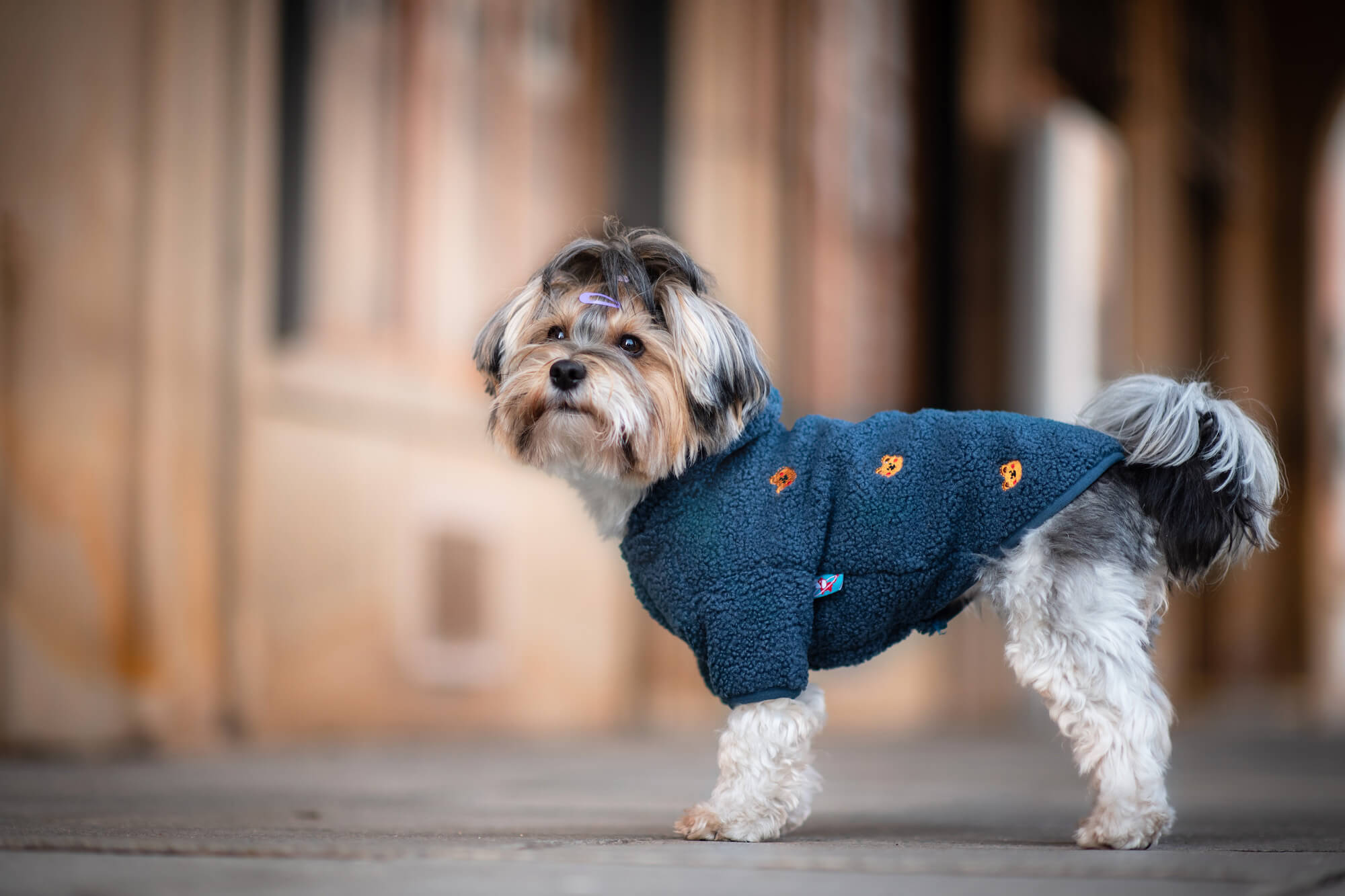 Vsepropejska Simon mikina pro psa s kapucí Barva: Modrá, Délka zad (cm): 18, Obvod hrudníku: 34 - 36 cm Vsepropejska Simon mikina pro psa s kapucí Barva: Modrá, Délka zad (cm): 18, Obvod hrudníku: 34 - 36 cm