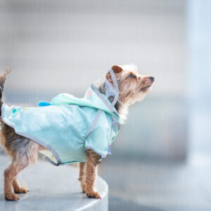 Vsepropejska Silva pláštěnka pro psa Barva: Zelená, Délka zad (cm): 50, Obvod hrudníku: 66 – 70 cm