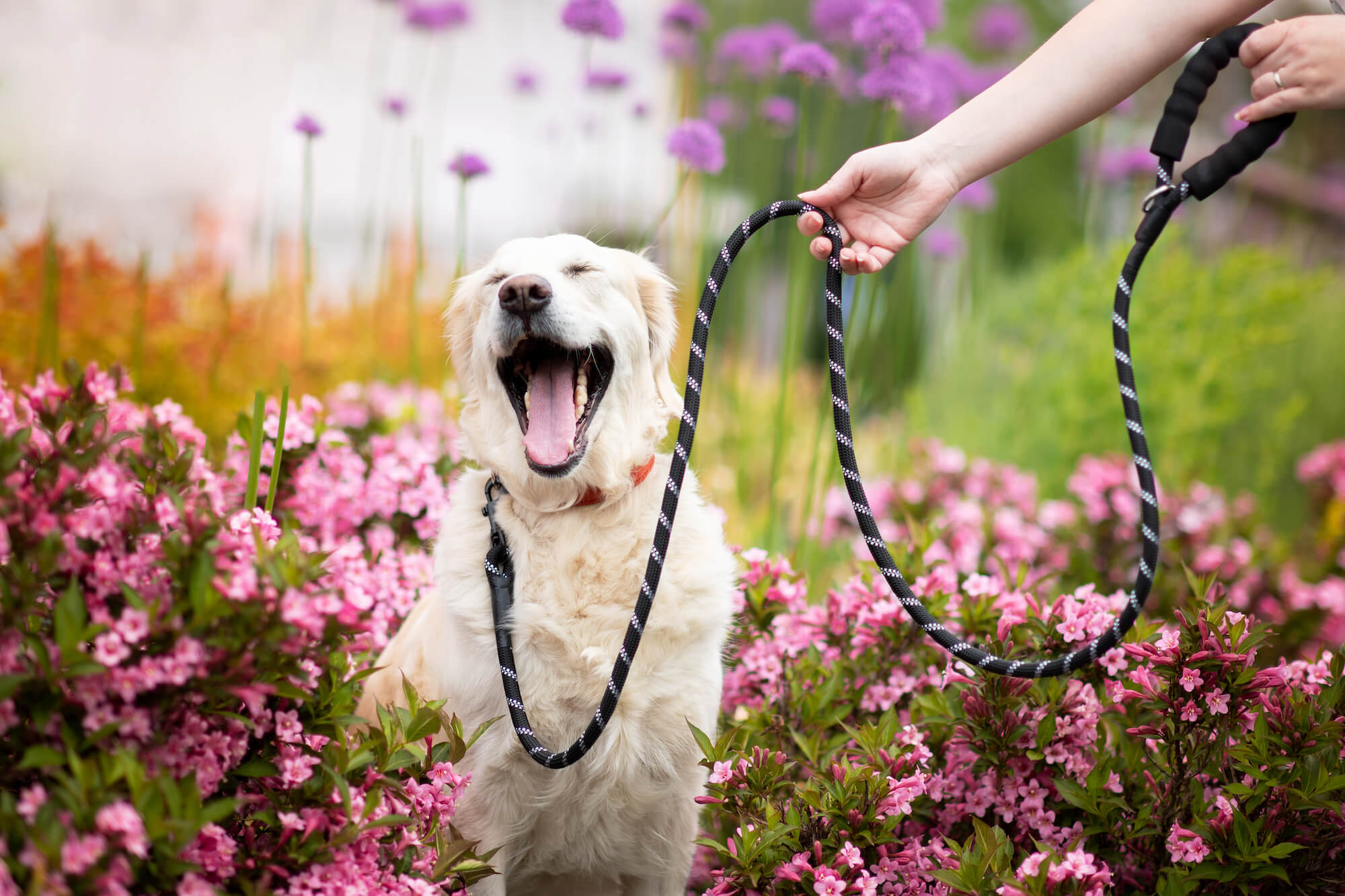 Azar nylonové vodítko pro psa | 300 cm Barva: Černá, Délka vodítka: 200 cm Azar nylonové vodítko pro psa | 300 cm Barva: Černá, Délka vodítka: 200 cm