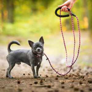 Nylonové vodítko pro psa | 128 cm Barva: Fialová, Délka vodítka: 300 cm