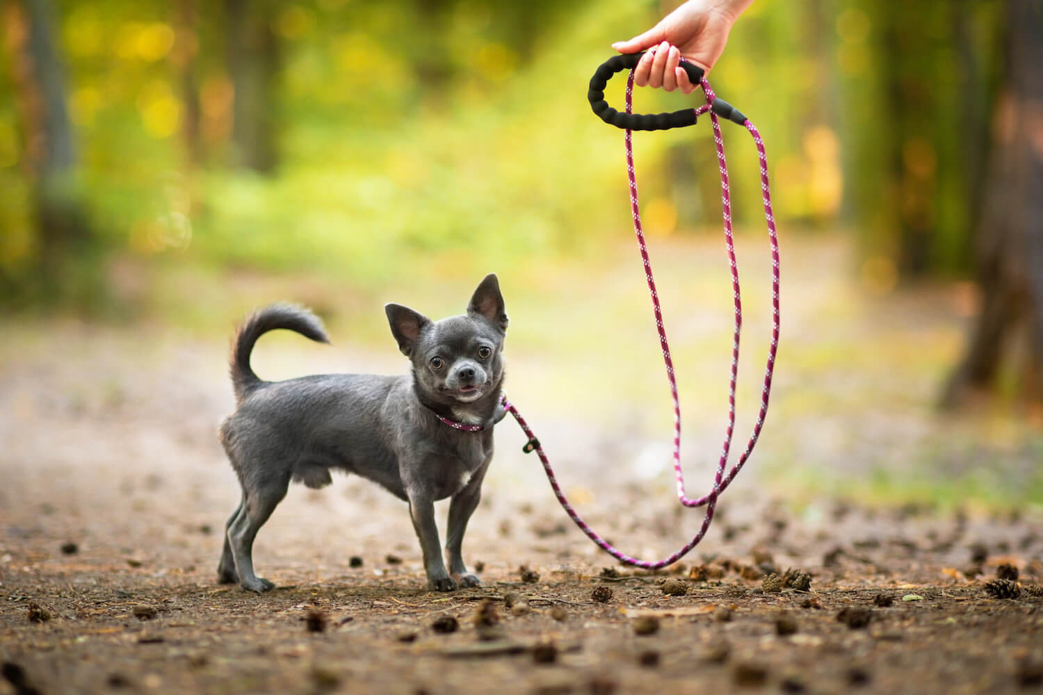 Nylonové vodítko pro psa | 128 cm Barva: Fialová, Délka vodítka: 260 cm Nylonové vodítko pro psa | 128 cm Barva: Fialová, Délka vodítka: 260 cm