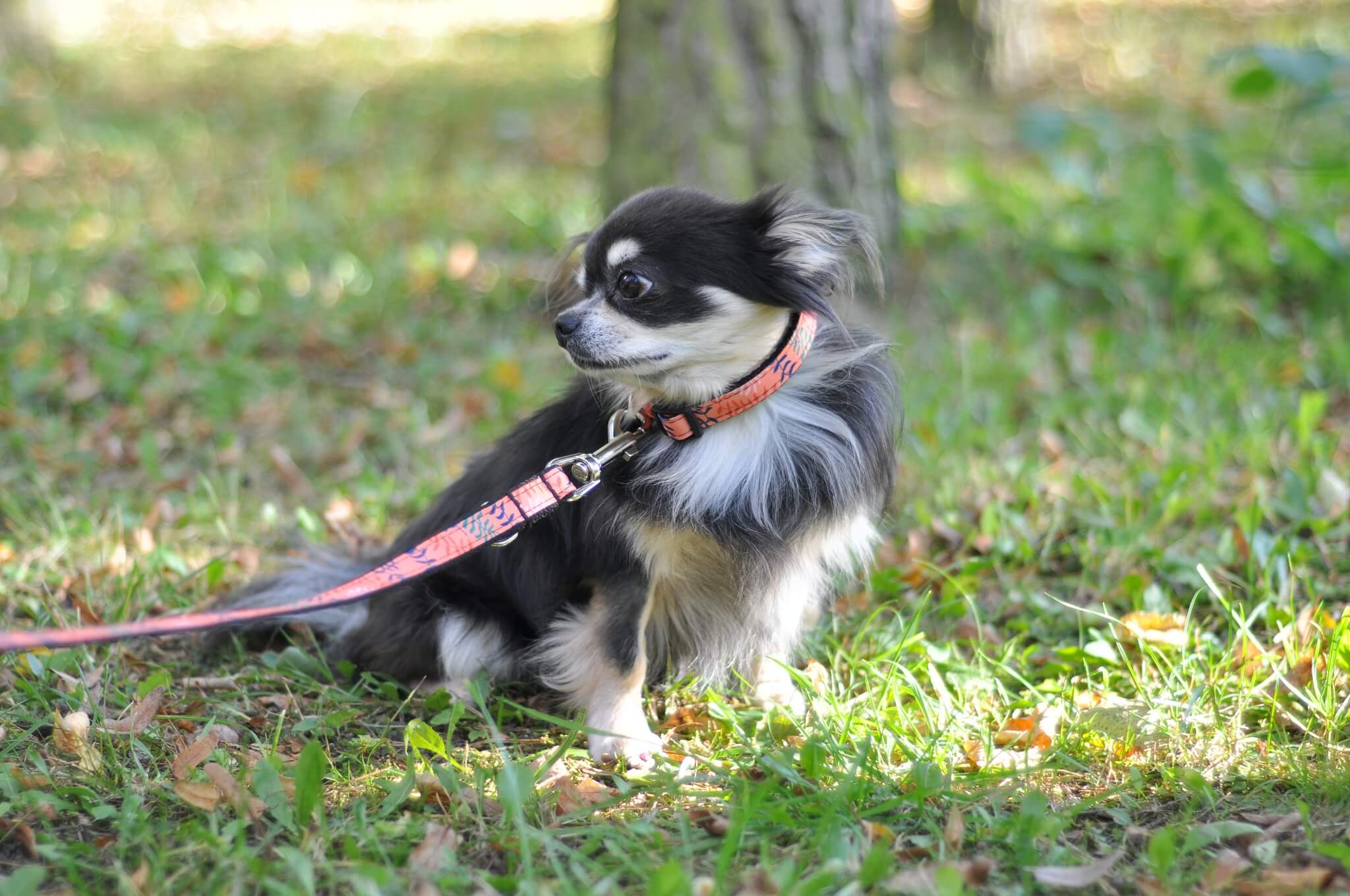 Vsepropejska Havaj přepínací vodítko pro psa | 220 cm Vsepropejska Havaj přepínací vodítko pro psa | 220 cm