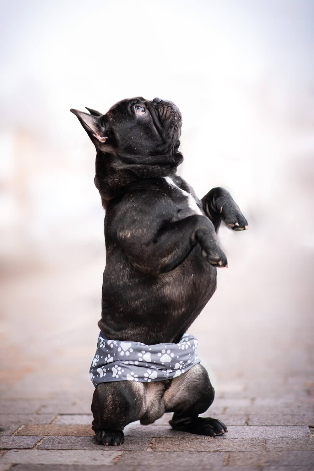 Vsepropejska Tuma protiznačkovací pás pro psa Barva: Šedá, Obvod slabin (cm): 59 - 65 Vsepropejska Tuma protiznačkovací pás pro psa Barva: Šedá, Obvod slabin (cm): 59 - 65