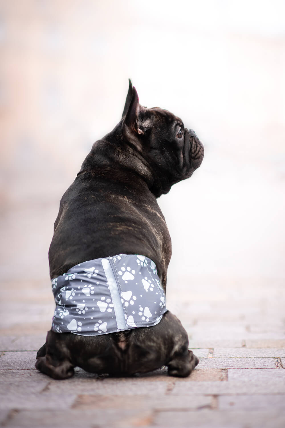 Vsepropejska Tuma protiznačkovací pás pro psa Barva: Šedá, Obvod slabin (cm): 40 - 45 Vsepropejska Tuma protiznačkovací pás pro psa Barva: Šedá, Obvod slabin (cm): 40 - 45