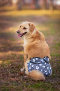 Gapa hárací kalhotky pro psa - vsepropejska.cz Barva: Šedá, Obvod slabin (cm): 32 - 48