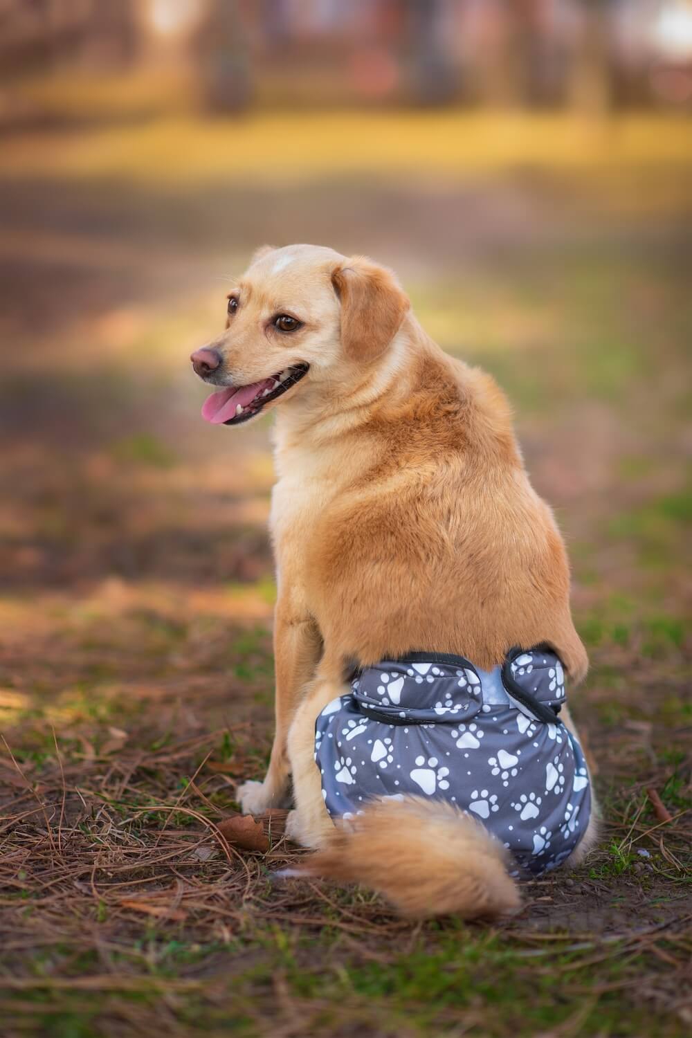 Gapa hárací kalhotky pro psa - vsepropejska.cz Barva: Šedá, Obvod slabin (cm): 32 - 48 Gapa hárací kalhotky pro psa - vsepropejska.cz Barva: Šedá, Obvod slabin (cm): 32 - 48