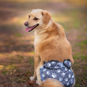 Gapa hárací kalhotky pro psa – vsepropejska.cz Barva: Šedá, Obvod slabin (cm): 24 – 36