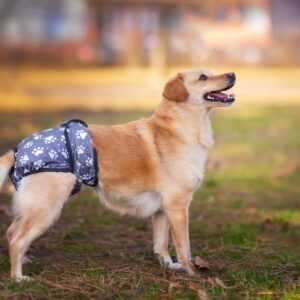 Gapa hárací kalhotky pro psa – vsepropejska.cz Barva: Šedá, Obvod slabin (cm): 42 – 55