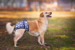 Gapa hárací kalhotky pro psa - vsepropejska.cz Barva: Šedá, Obvod slabin (cm): 20 - 29