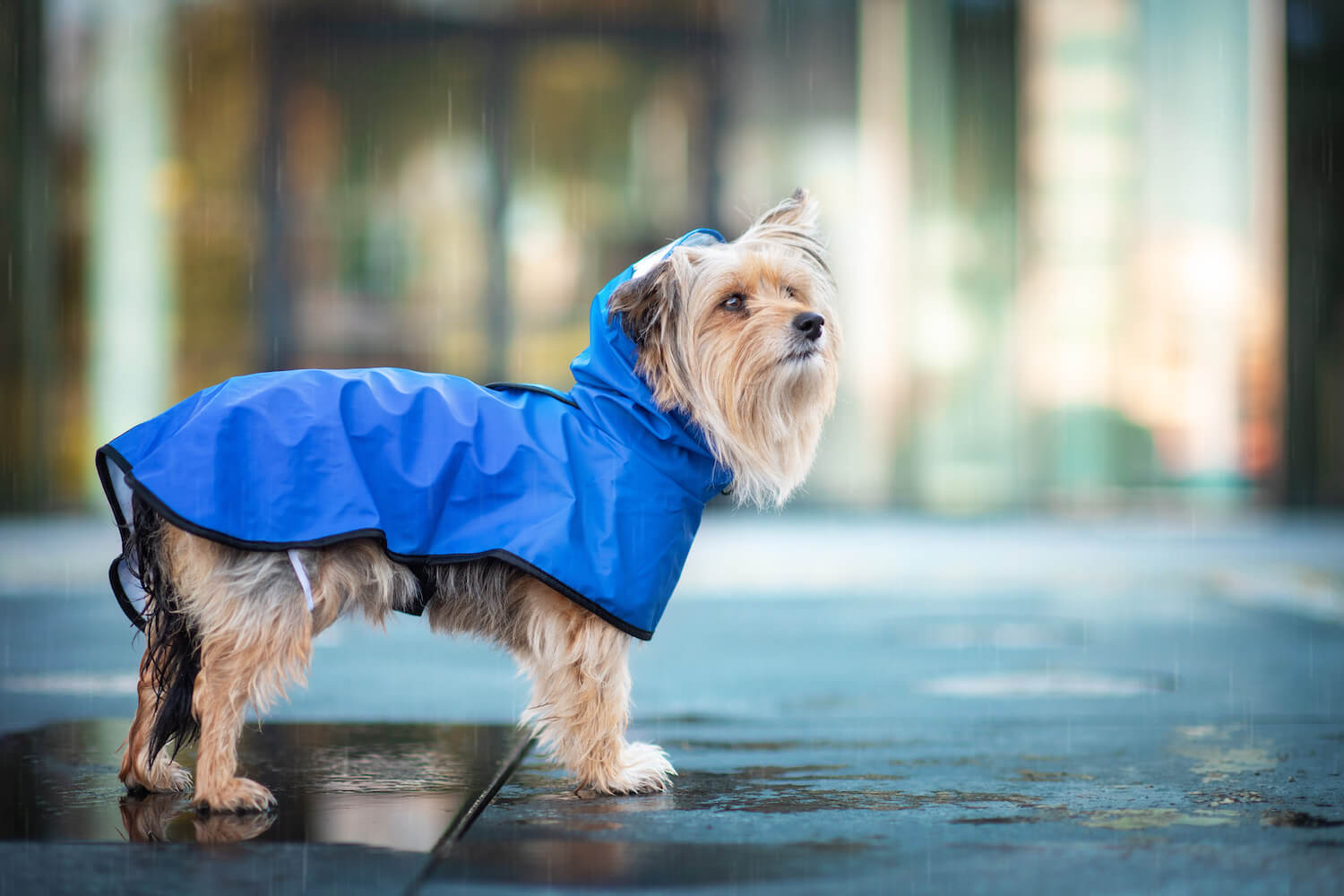 Vsepropejska Zika pláštěnka pro psa Barva: Modrá, Délka zad (cm): 26, Obvod hrudníku: 32 - 36 cm Vsepropejska Zika pláštěnka pro psa Barva: Modrá, Délka zad (cm): 26, Obvod hrudníku: 32 - 36 cm