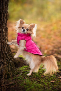 Vsepropejska Color-rainy obleček pro psa na zip Barva: Růžová, Délka zad (cm): 25, Obvod hrudníku: 31 - 34 cm