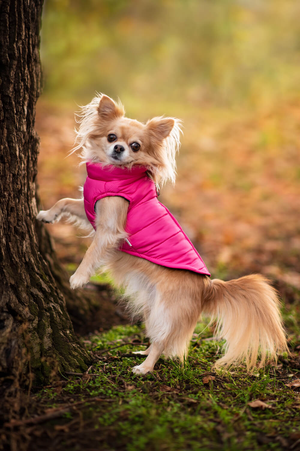 Vsepropejska Color-rainy obleček pro psa na zip Barva: Růžová, Délka zad (cm): 25, Obvod hrudníku: 31 - 34 cm Vsepropejska Color-rainy obleček pro psa na zip Barva: Růžová, Délka zad (cm): 25, Obvod hrudníku: 31 - 34 cm