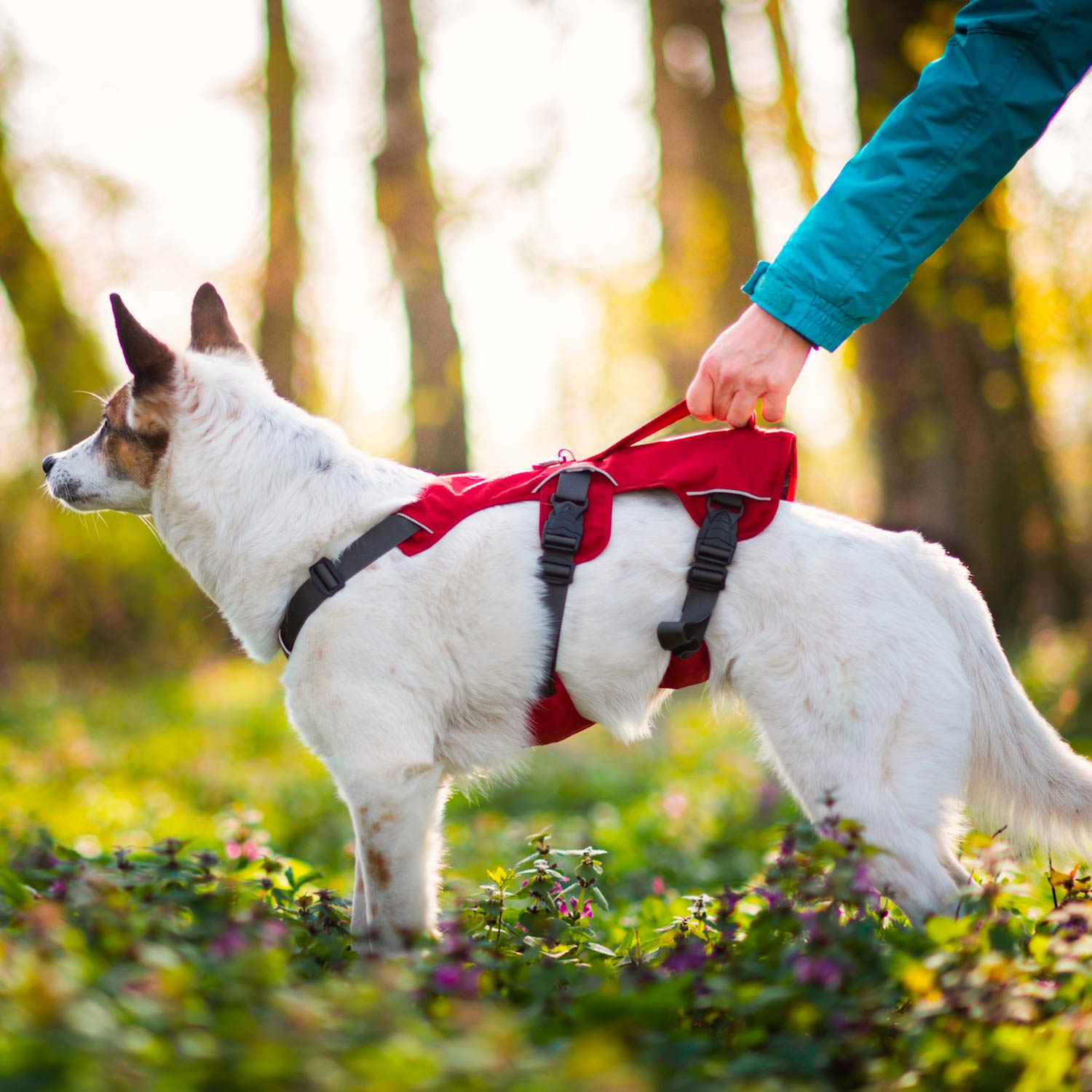 Vsepropejska Zed sportovní postroj pro psa | 26 – 103 cm Barva: Červená, Obvod hrudníku: 42 - 103 cm, Obvod krku: 42 - 64 cm Vsepropejska Zed sportovní postroj pro psa | 26 – 103 cm Barva: Červená, Obvod hrudníku: 42 - 103 cm, Obvod krku: 42 - 64 cm