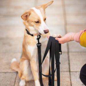 Vsepropejska Flip silikonové přepínací vodítko pro psa | 260 cm Barva: Černá, Šířka vodítka: 2 cm